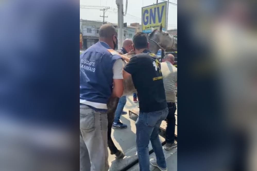 Após denúncia de atriz, cavalo sofrendo maus-tratos é resgatado no Rio (5)
