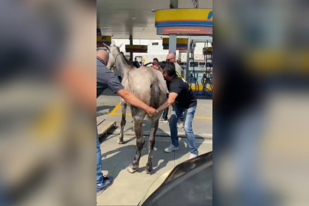Após denúncia de atriz, cavalo sofrendo maus-tratos é resgatado no Rio (5)