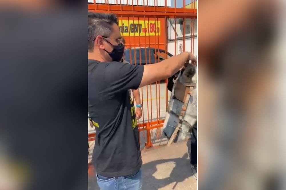 Após denúncia de atriz, cavalo sofrendo maus-tratos é resgatado no Rio (4)