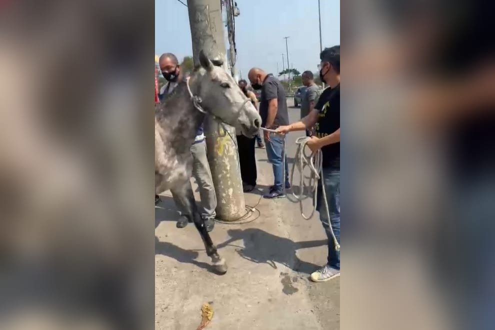 Após denúncia de atriz, cavalo sofrendo maus-tratos é resgatado no Rio (3)