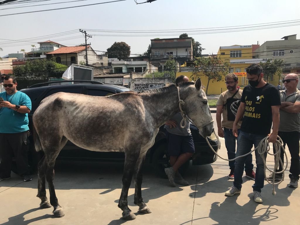 Após denúncia de atriz, cavalo sofrendo maus-tratos é resgatado no Rio (2)
