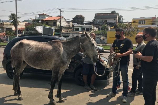 Após denúncia de atriz, cavalo sofrendo maus-tratos é resgatado no Rio (1)