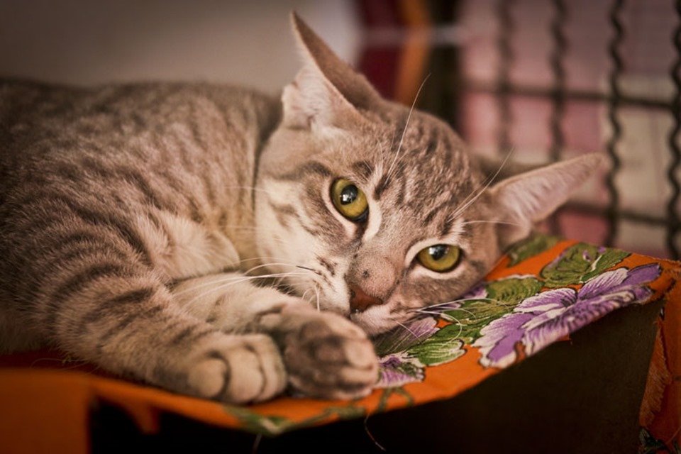 Gato