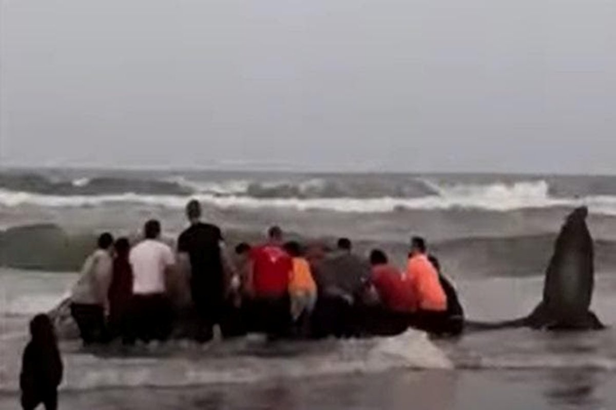 Vídeo moradores se unem para salvar baleia encalhada em SC