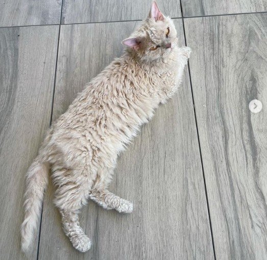 Gato-ovelha