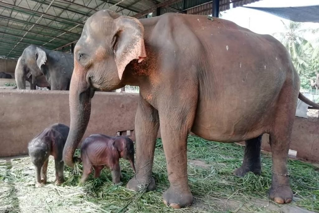Elefantes no Orfanato de Elefantes de Pinnawala