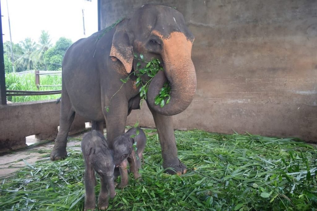 Elefantes no Orfanato de Elefantes de Pinnawala