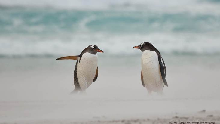 Prêmio de fotografia animal