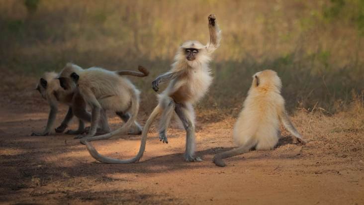Prêmio de fotografia animal