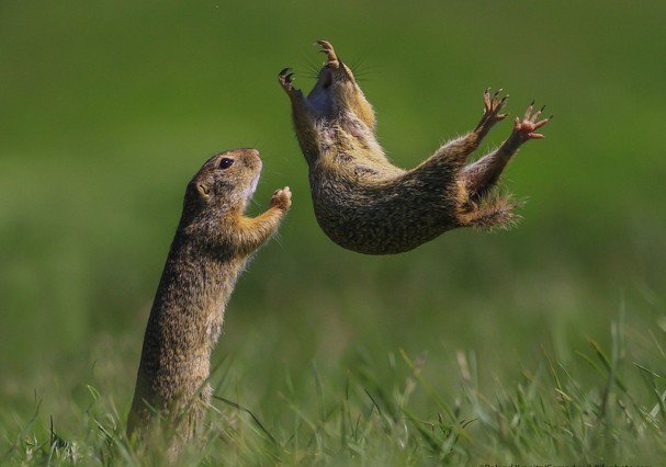 Prêmio de fotografia animal