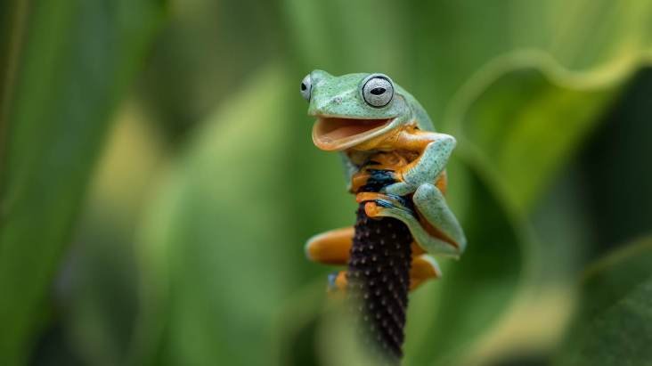 Prêmio de fotografia animal
