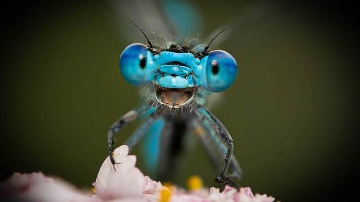 Prêmio de fotografia animal