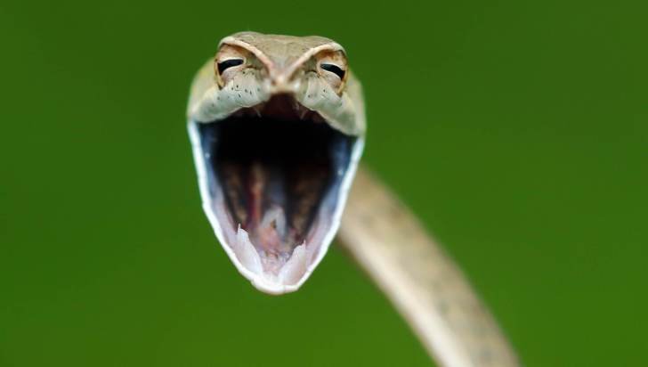 Prêmio de fotografia animal