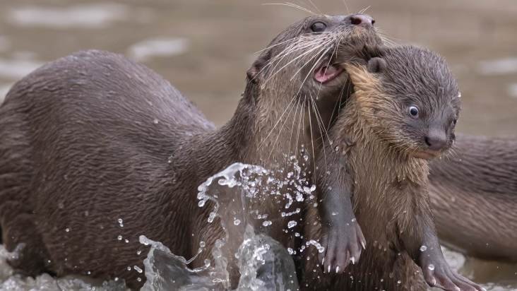 Os Animais Mais Engraçados do Mundo 05