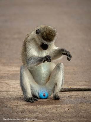 Prêmio de fotografia animal