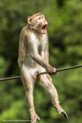 Prêmio de fotografia animal