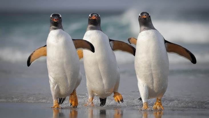 Prêmio de fotografia animal