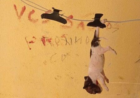 Jovem é suspeito de ter matado cães da vizinha em Goiás