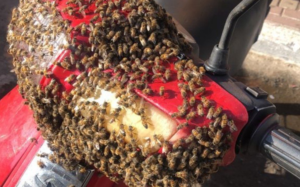 Enxame de abelhas cobre moto em Caldas Novas