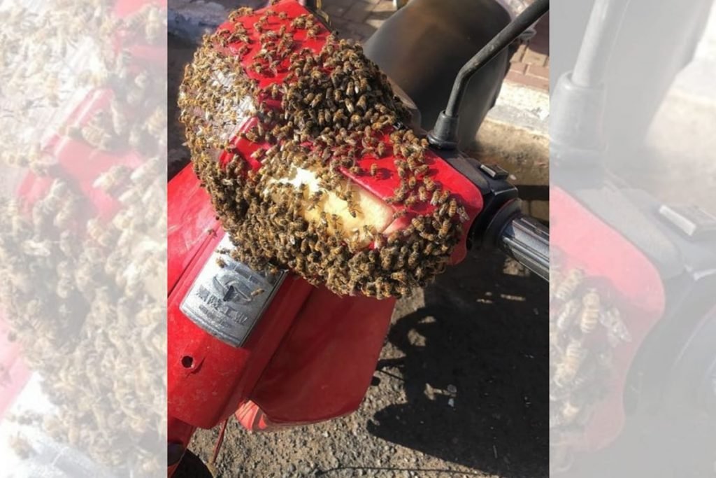 Enxame de abelhas cobre moto em Caldas Novas