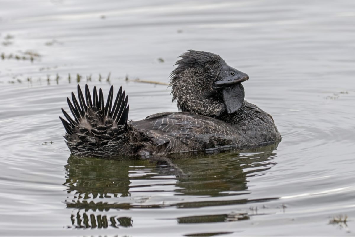 Os Patos