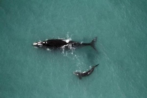 baleia-franca