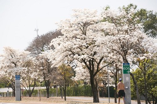 Árvore com flores brancas