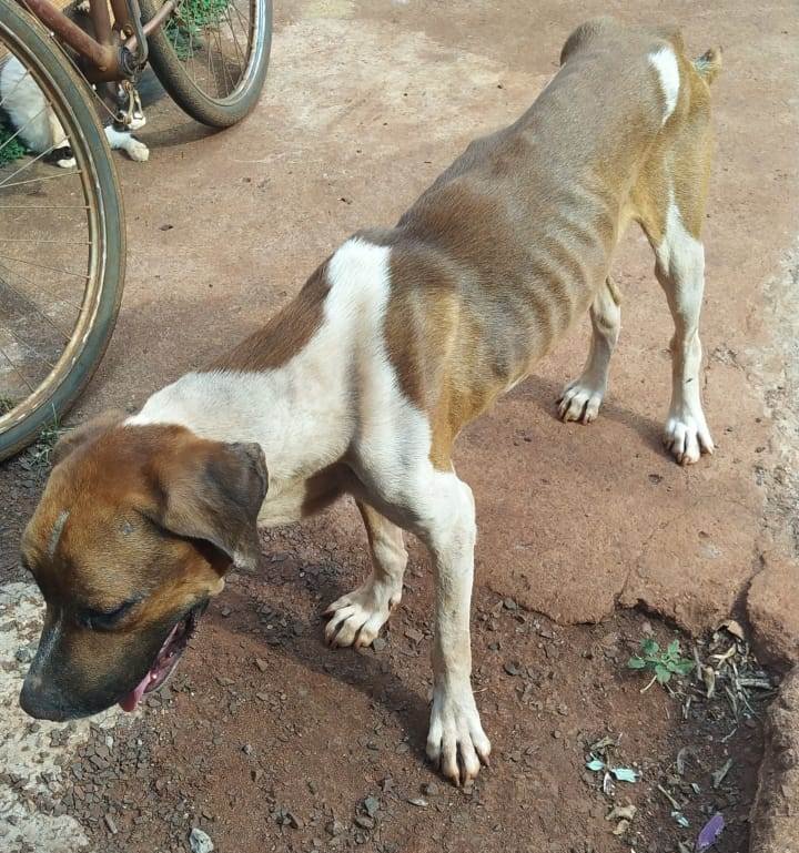 goias maus tratos animais