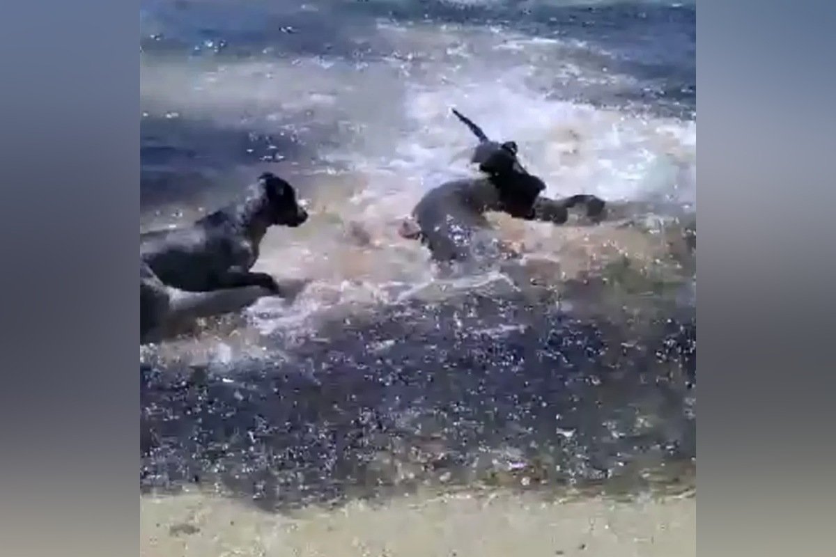 cães brincam com tubarões em praia da Austrália