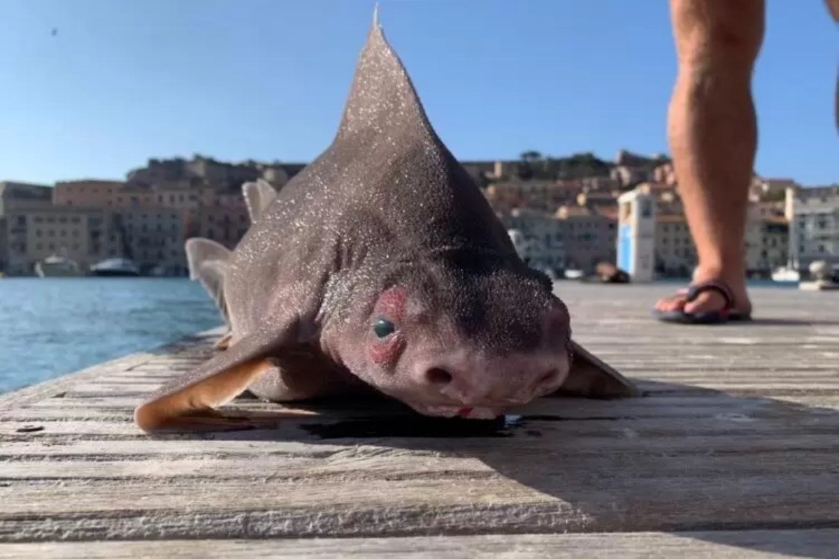 Tubarão bizarro é encontrado morto no Mar Mediterrâneo