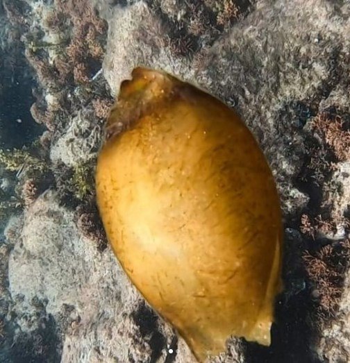 Ovo de tubarão é encontrado em Fernando de Noronha (PE)