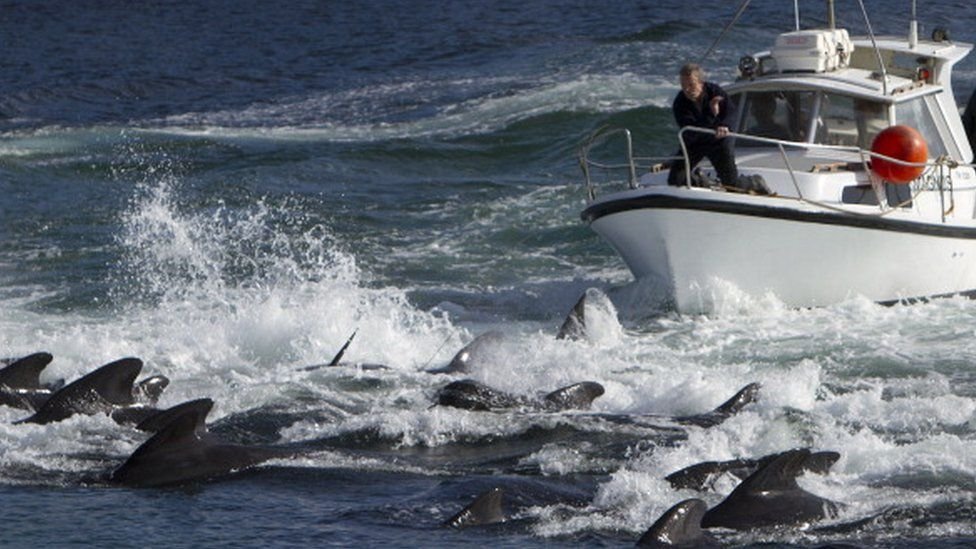 O número de golfinhos mortos bateu o recorde no arquipélago