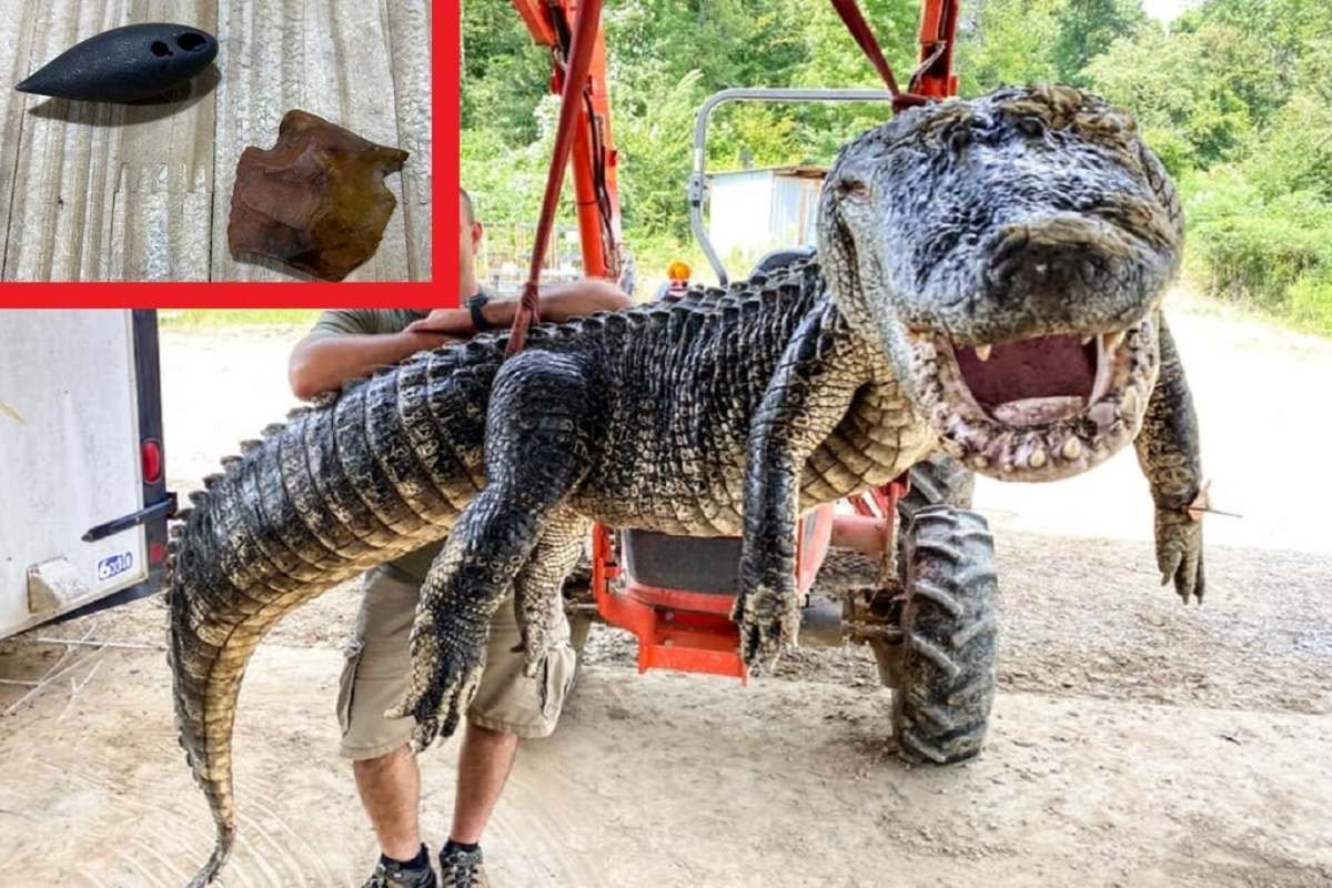 EUA: crocodilo de 5 metros tinha dois objetos históricos na barriga