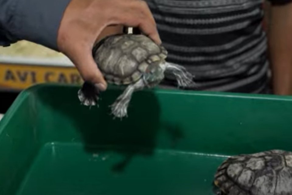 As tartarugas invasoras que se tornam canibais: veja vídeo