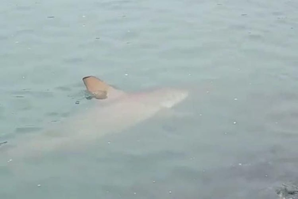 Vídeo: tubarão de dois metros aparece em praia de Balneário Camboriú