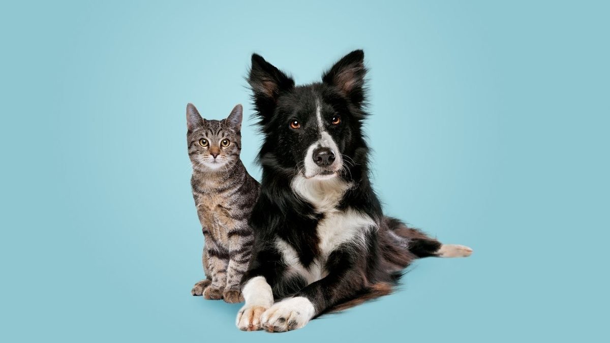 Gato e cachorro posando juntos