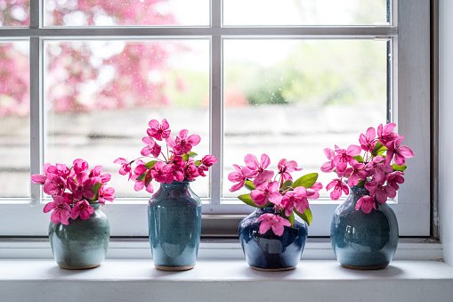 Decoração viva: 7 flores lindas e fáceis de cultivar dentro de casa |  Metrópoles