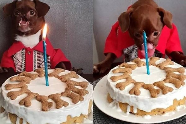 Festa de aniversário de cachorro com deficiência