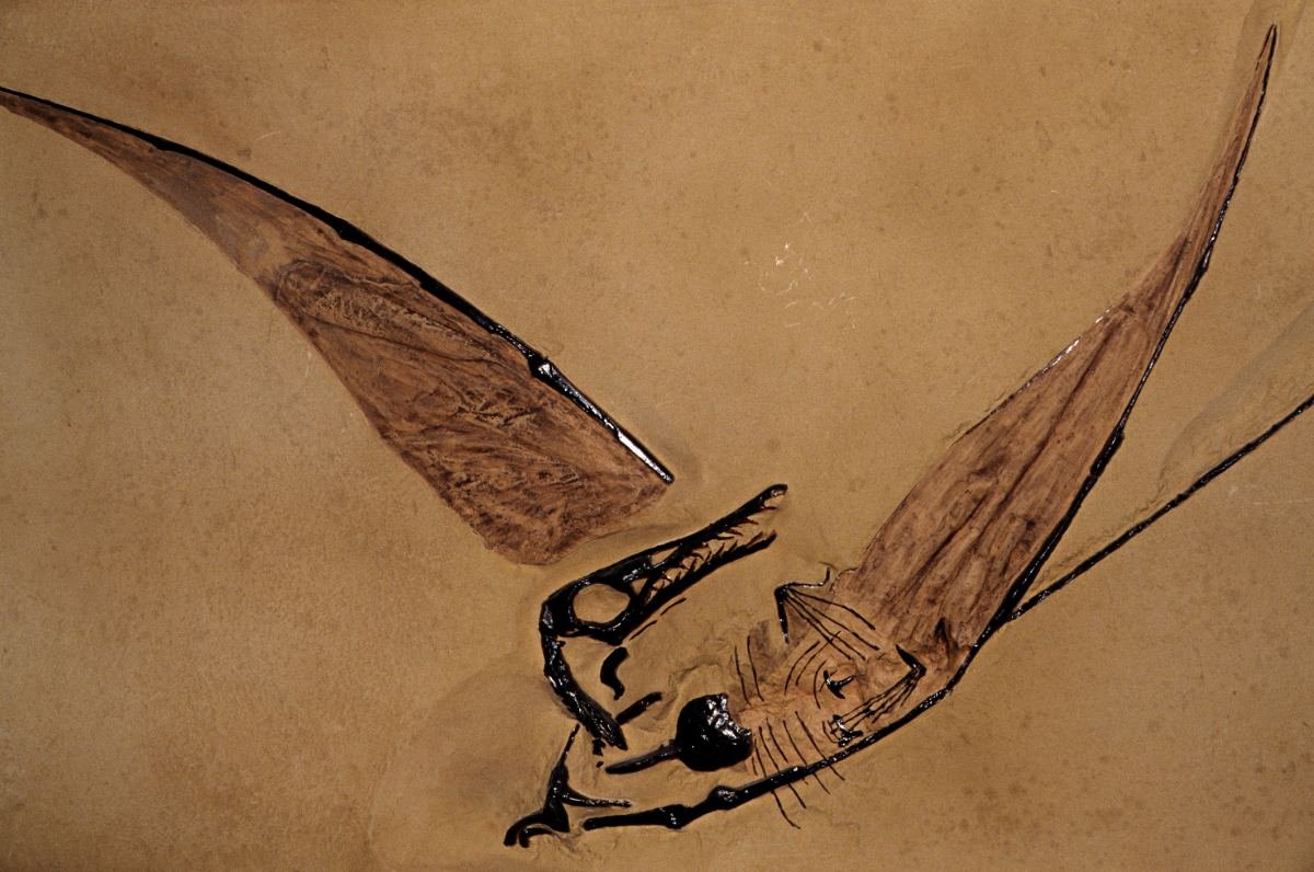 Fóssil pterossauro