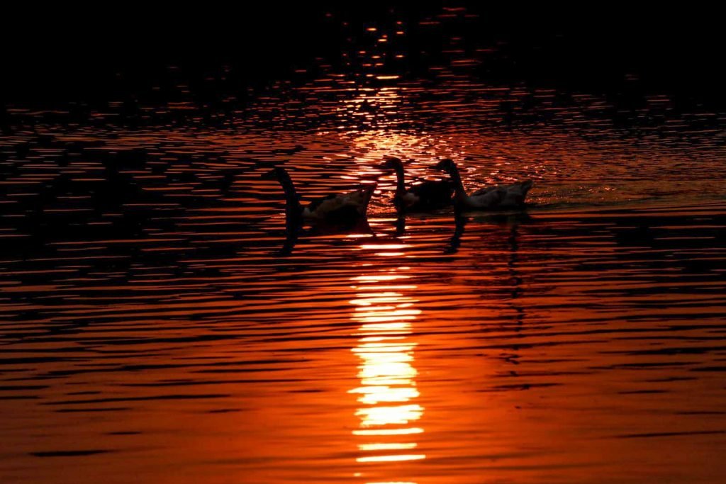 patos lagoa parque da cidade brasilia