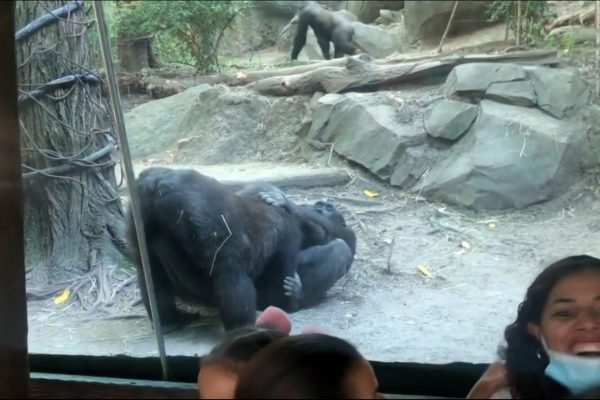 Vídeo gorilas fazem sexo oral na frente do público em zoológico dos EUA