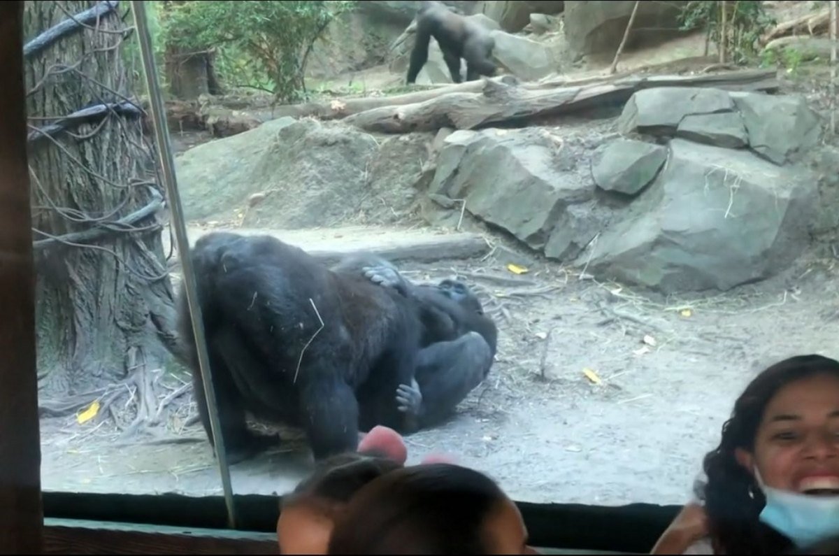 Gorila fazendo sexo