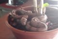goias cobras em vaso de plantas