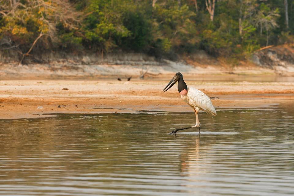 seca no rio araguaia
