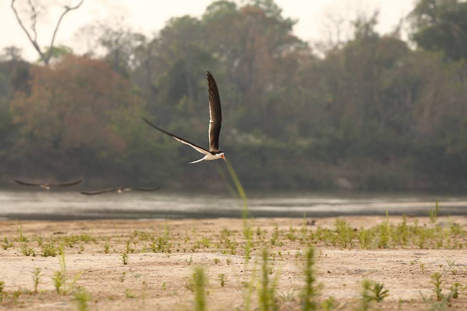 seca no rio araguaia