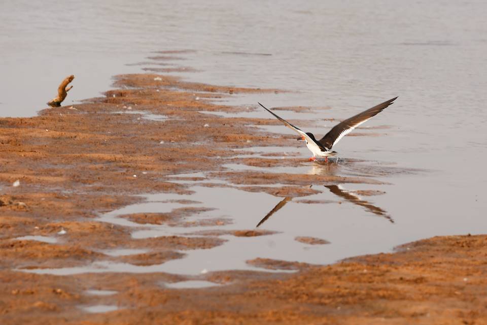 seca no rio araguaia
