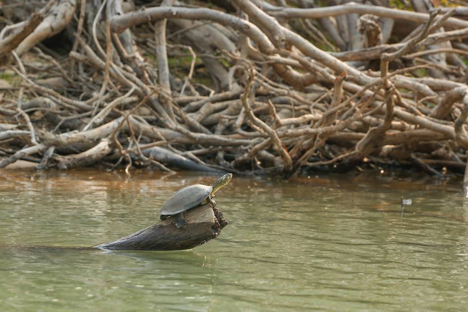 seca no rio araguaia