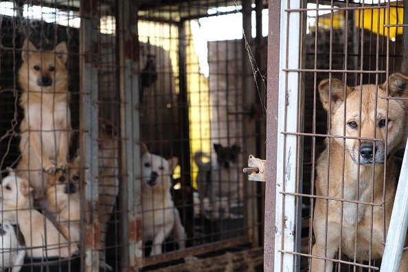 Presidente da Coreia do Sul sugere banir consumo de carne de cachorro