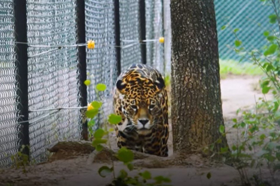 conheça tentativa de se reintroduzir onça-pintada na Argentina