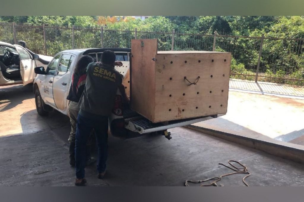 Filhotes de onça-pintada e lobo-guará são enviados para Zoológico de Brasília